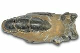 Fossil Mud Lobster (Thalassina) - Gunn Poin, Australia #307738-1
